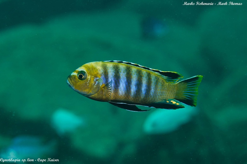 Cynotilapia sp. 'lion' Cape Kaiser